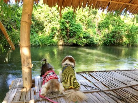 River tales ริเวอร์เทลแก่งกระจาน, ban kaeng kachan, phetchaburi, thailand. "บ้านสวน ริเวอร์ รีสอร์ท" ที่พักริมน้ำ แก่งกระจาน สุนัขพัก ...