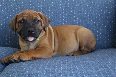 160 pages, color photos, advice, care information, questions & answers, and more! Boerboel Puppies For Sale | Canton, OH #165234 | Petzlover