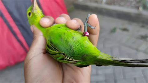 Gambar burung cucak ijo asli banyuwangi. cucak ijo asli banyuwangi sang legenda sesungguhnya ...