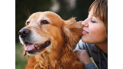 Austin pet sitting services is insured & bonded through pet sitters associates. Pet Sitting Services in Norfolk County, MA - Things to ...