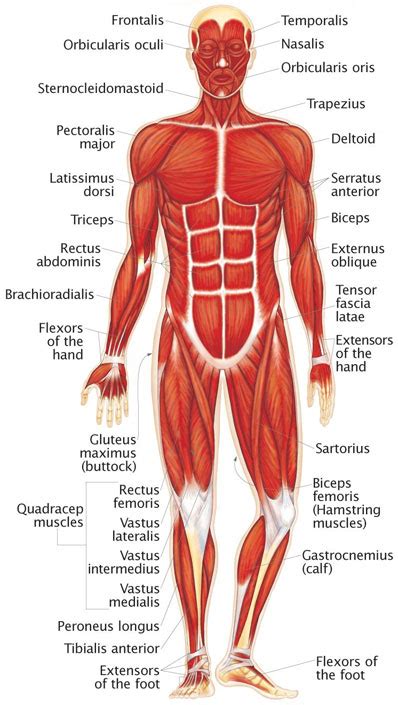 Human muscle system, the muscles of the human body that work the skeletal system, that are under voluntary control, and that are concerned with the following sections provide a basic framework for the understanding of gross human muscular anatomy, with descriptions of the large muscle groups. Muscular System - Human Body - Find Fun Facts