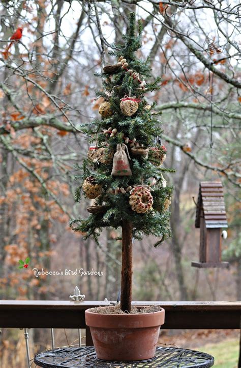 To fix it, water more frequently (but take care to avoid overwatering, too, which can cause leaves to fall off and root rot). Rebecca's Bird Gardens Blog: A Christmas Tree for the Birds!