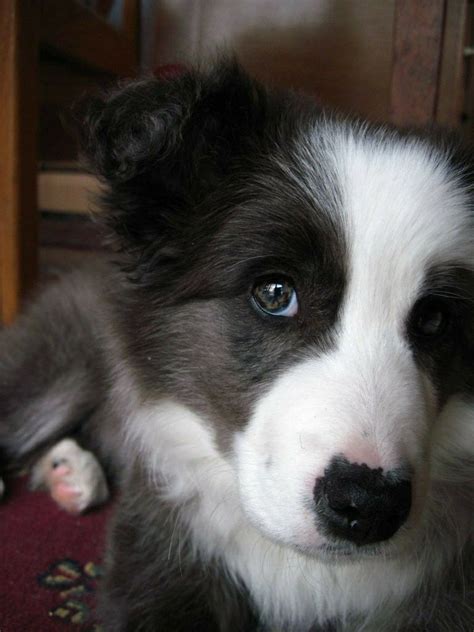 These are great guard dogs and lgds. Border Collie Pup | Border collie puppies, Border collie ...