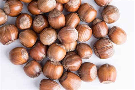 Definitions of hazelnut from wordnet. Hazelnut Free Stock Photo - Public Domain Pictures