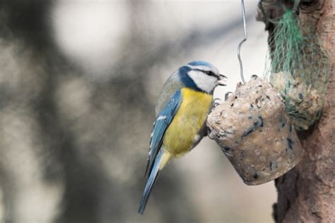 Sie legt 3 bis 6 bläulichgrüne eier und die brutdauer beträgt 14 tage wann können amseln fliegen? Brutzeit von Amseln » Wann brüten die Vögel im Garten?