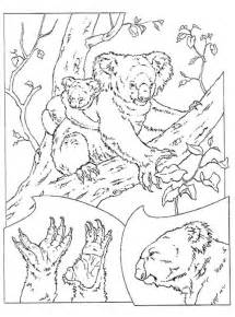 Animal coloring pages are fun for kids of all ages, so here is a bunch of unique free printable koala coloring pages for you. Kids-n-fun.com | 11 coloring pages of Koala bears