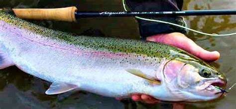 Any of the rods mentioned above will serve you well. G. Loomis Asquith Fly Rod | Deschutes Trout Spey