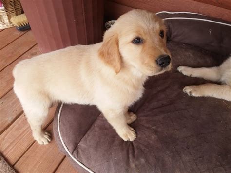Retrievers are often chosen as. Golden Retriever puppy dog for sale in Stigler, Oklahoma