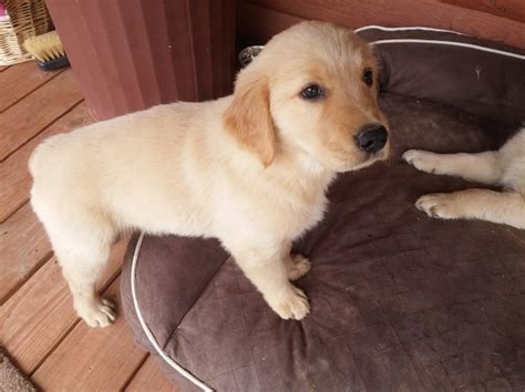 Golden retriever puppies for salesee all puppies for sale. Golden Retriever puppy dog for sale in Stigler, Oklahoma