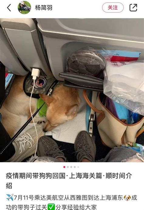 Especially for international flights and terminals in international. Airlines in the doghouse over pets policy - SHINE News