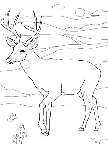 Blacktail mule deer coloring page from mule deer category. Realistic Deer Coloring Pages at GetColorings.com | Free ...