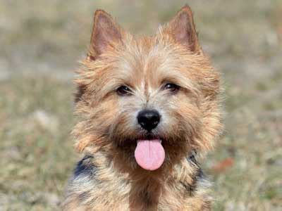 Due to unprecedented demand most genuine responsible if you wish to buy a norfolk terrier puppy, you are advised to always make contact with a responsible breeder, either via the club's own breeder list. Norwich Terrier Puppies / Poodle And Norwich Terrier ...