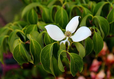 We did not find results for: in Nachbars Garten ... Foto & Bild | outdoor, natur ...