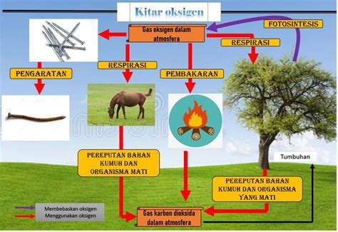 Kitar oksigen ialah kitar yang melibatkan pengambilan oksigen dari udara dan pengembalian oksigen semula ke udara secara berterusan. Explore to Koh's Science World ( Blog Sains): KITAR KARBON ...
