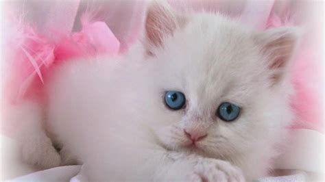 Pictures of cute fuzzy kittens. Lovable Images: Cute Cat WallPapers Free Download ...