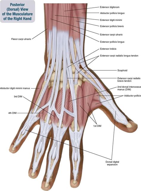 The tendons of extensor muscles help stabilize the hand during forced graping and provide the loosness needed for sensitive finger movements independent from each other. Tendons In Right Hand 7. Muscles Of The Forearm And Hand | Musculoskeletal Key photo, Tendons In ...