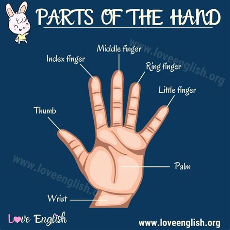 Parts of the Hand: 9 Hand Parts Names with Useful Examples - Love ...