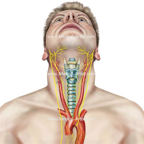 The head rests on the top part of the vertebral column, with the skull joining at c1. Throat and Mouth Anatomy Images | Human Anatomy