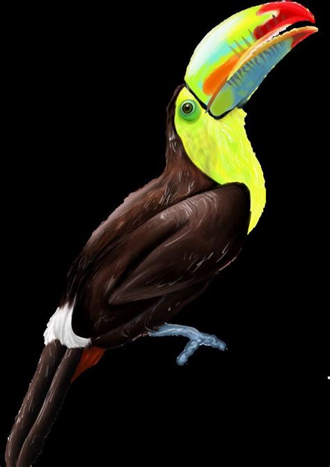 You might also be interested in coloring pages from toucan category. Keel-Billed Toucan finished | Keel billed toucan, Bird ...