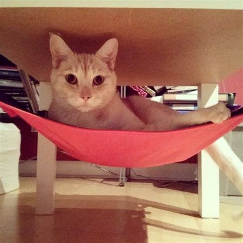 Trixie cat hammock and tower. Cat Crib cat hammock (With images) | Cat hammock, Cat room ...