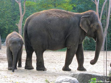 Zoologischer garten or tierpark berlin. Immer einen Besuch wert - der Berliner Zoo - Blog@inBerlin