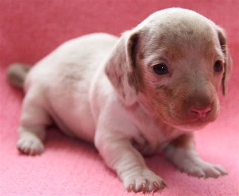 Adopt boss a dachshund mixed dog in anniston al () dachshund · billings, mt. Pied Dappled Smooth Miniature Dachshund puppies available in CO, CA, WA, OR, MT, ID, NE, MN, MI ...