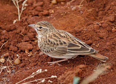 Merawat burung branjangan jawa agar burung sehat bebas dari kutu dan kuman degan sering mengganti media tanah (tanah. Gambar Branjangan Jawa : Harga Burung Kacer Hitam Gacor ...