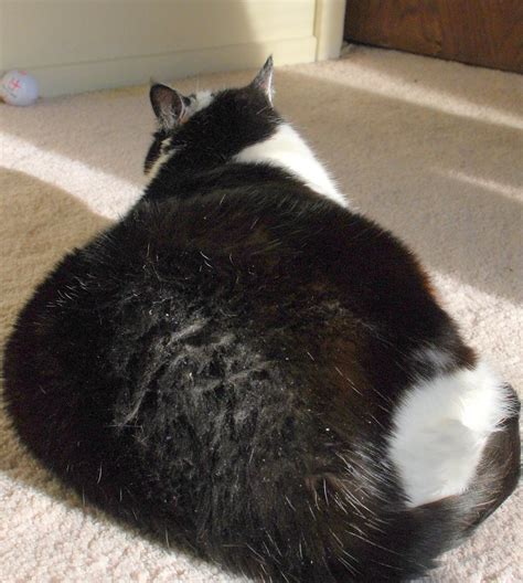Since cat dandruff is usually not a serious condition, it makes sense to research how to treat it naturally at home. I am so impressed with her. | Anyone know how to fix cat ...