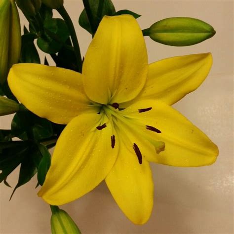 Who could forget one of the best loved lilies, the stargazer? Pin by Angie Pantoja Mendez on Lilies (stargazer, callas ...