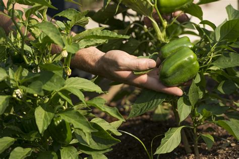 Unlike most other food banks, our board. Help us grow food to donate to the Chester County Food ...