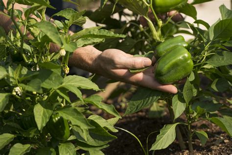 Check out this article to read up on our history with what was once known as the gleaning program. Help us grow food to donate to the Chester County Food ...