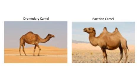 Usually camels have one hump but the bactrian camel in asia has two humps because it is meant to carry heavy loads along the cold and dry deserts. GED Science: Life, Physical and Chemical - Practice Test ...