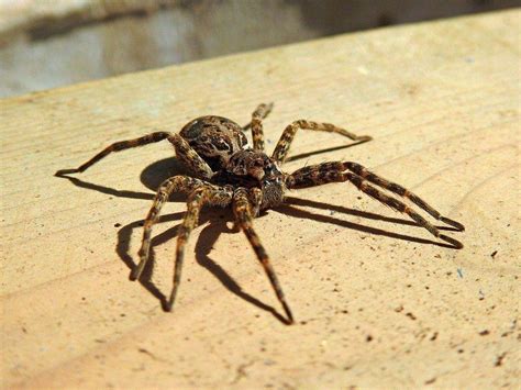 I have used them to keep possums and rabbits out of vegetable patches, birds. 5 Best Spider Repellents in 2020: Potent Natural ...