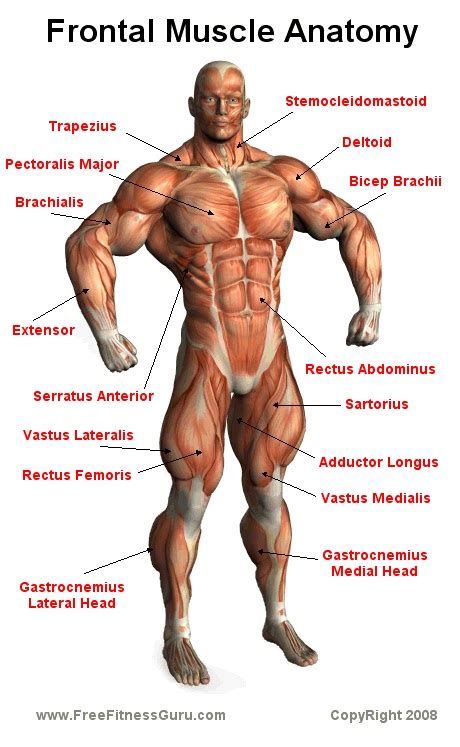 Learn anatomy faster and remember everything you learn. How to loss weight and get in shape: workouts: Frontal ...