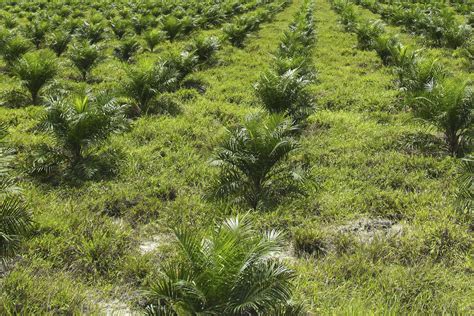 Contact oil palm plantation vacancies on messenger. Palm Oil Plantation - Intrepid Potash