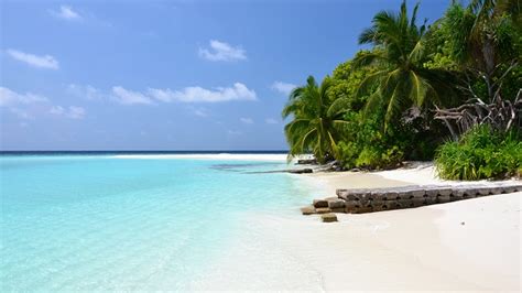 Bonjours frédéric cherche à faire le buzz sur les réseaux sociaux. Ours Polaire Sur Une Image De Plage Tropicale - Pewter