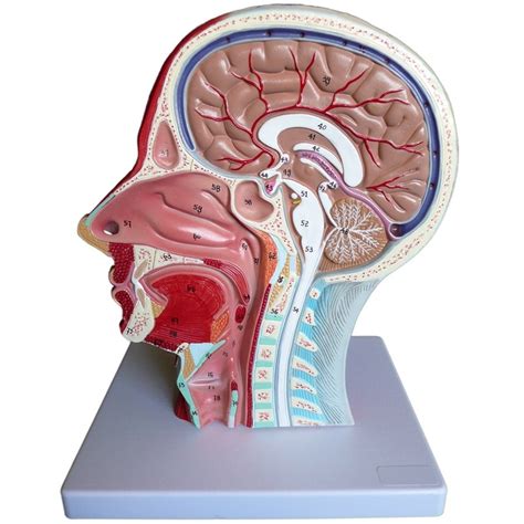 Male and female anatomy background , medical reference image , muscle anatomy of the face neck chest and shoulder ,realistic 3d rendering. Head and Throat Anatomy - Products - Medical Models