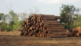 A agenda devia incluir as negociações sobre as condições políticas e. Moçambique para todos: Exploração florestal preocupa mas ...