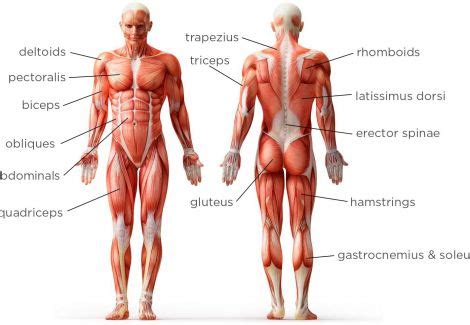There are more than 400 skeletal muscles in the human organism: Are You Looking For Weight Training Basics To Get a ...