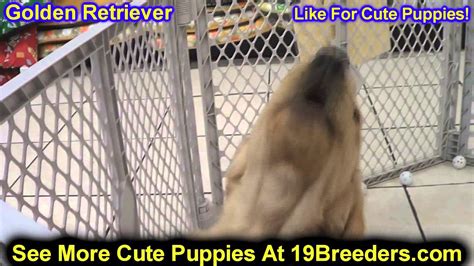 Find a golden retriever rescue near you. Golden Retriever, Puppies, For, Sale, In, Oklahoma City ...