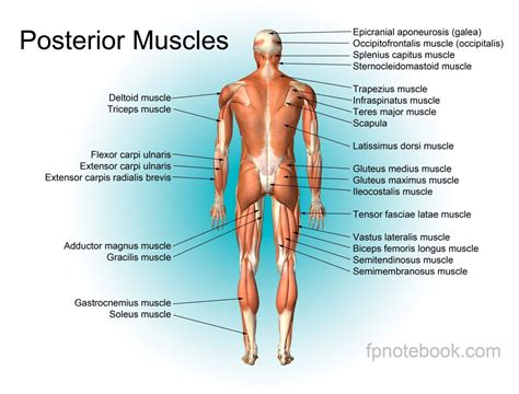 The muscles labelled in the anterior muscles diagram shown above are listed in bold in the following table Posterior Muscles Of The Human Body Posterior Muscle ...