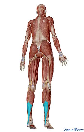It begins in the neck, and descends to attach to the scapula. Striated Shoulder/Neck Muscles In Humans / 11 4 Identify ...