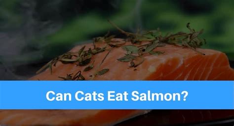 There are many other recipes you could try. Can Cats Eat Salmon?