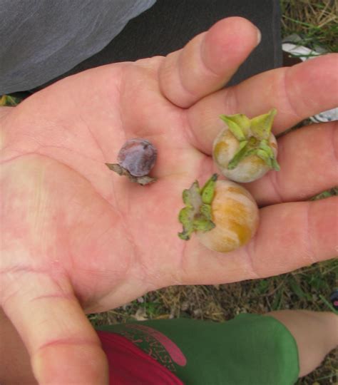 Although there are many privacy trees the missouri planter may plant, none is as fitting as the willow hybrid. Stephanies Stuff: The Second Annual Persimmon Report (West ...