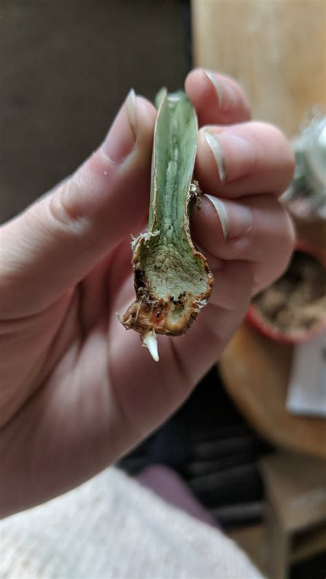 How to prevent succulent root rot. Uplifting content: I salvaged a couple leaves of this ...