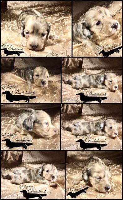 Things that make you go aww! Cream Dapple Elegant Dachshunds | Puppy snuggles ...