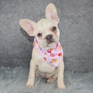 There are so many loving adoptable pets right in your community waiting for a family to call their own. French Bulldog Puppies for Sale in PA | French Bulldog ...