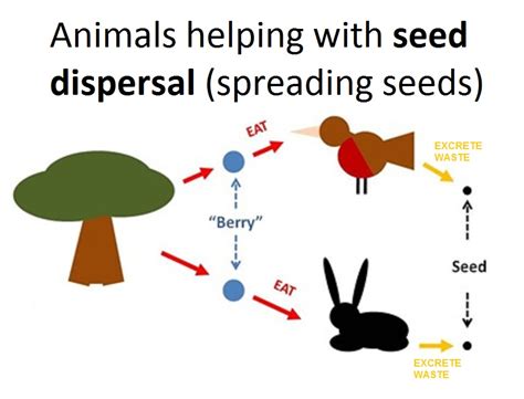 Use a fork or spoon to gently tease out. Plants and Phototsynthesis - Rumney Marsh Academy Science ...