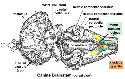 Inspired with leonard 10 trigeminal complex of the brainstem is general sensory nucleus complex. Bookbrain Stem Nuclei / The Central Nervous System ...