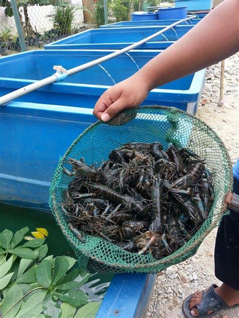 Kandang kelinci ternak pedaging tipe baterai. PEMBEKAL BENIH UDANG KARA (LOBSTER) KETUTU KELI TILAPIA ...